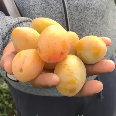 Слива ЯХОНТОВАЯ в Молодечно