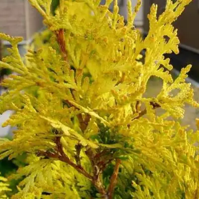 Туя ЕВРОПА ГОЛД западная в Молодечно