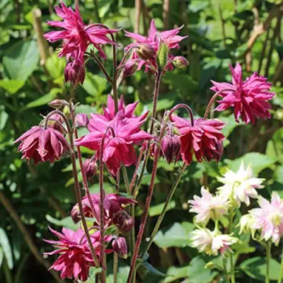 Аквилегия БАРЛОУ БОРДО обыкновенная в Молодечно