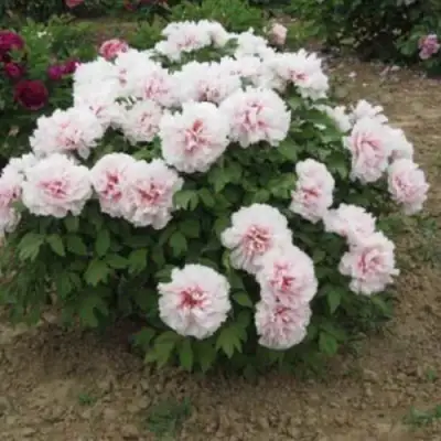 Пион ПЕРСИК ПОД СНЕГОМ древовидный в Молодечно