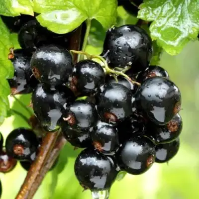 Смородина чёрная БЕЛОРУССКАЯ СЛАДКАЯ в Молодечно
