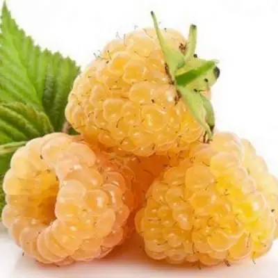 Саженцы малины Беглянка