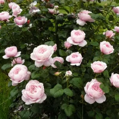 Роза КУИН ОФ СУИДЕН (КОРОЛЕВА ШВЕЦИИ) английская в Молодечно