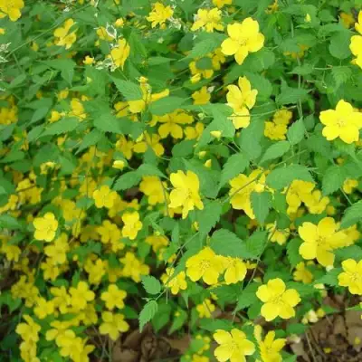 Керрия японская ГОЛДЕН ГИНЕЯ в Молодечно