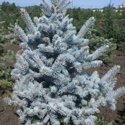 Ель МИСТИ БЛЮ голубая в Молодечно