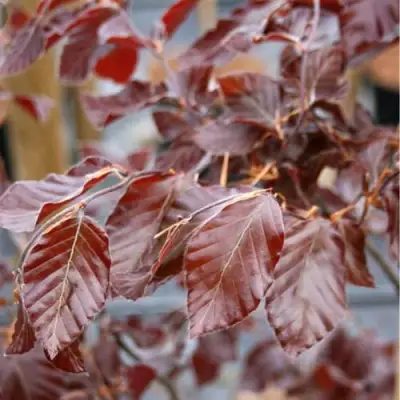 Бук лесной АТРОПУНИЦЕА в Молодечно