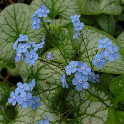 Бруннера ДЖЭК ФРОСТ в Молодечно