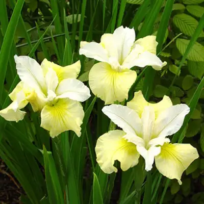 Ирис ЙЕЛЛОУ ТЕЙЛ сибирский в Молодечно