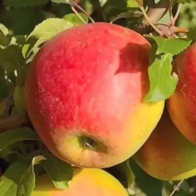 Яблоня САКАВИТА в Молодечно