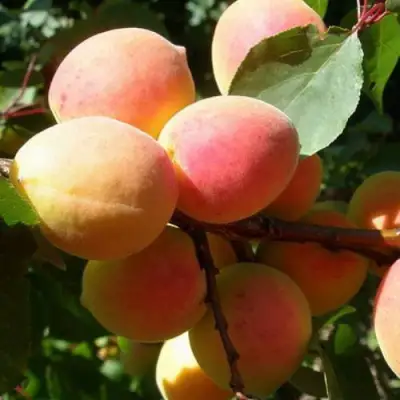 Абрикос СЮРПРИЗ в Молодечно