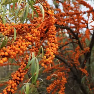 Облепиха СЕРАФИМА в Молодечно