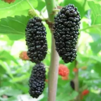 Шелковица ГАЛИЦИЯ в Молодечно