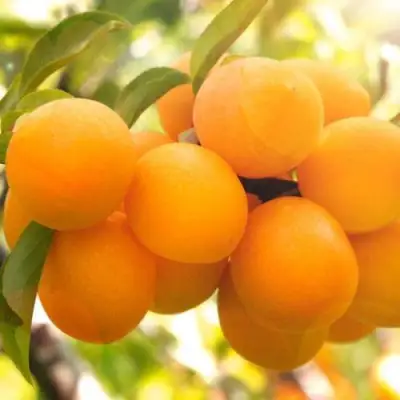 Слива МАРА в Молодечно