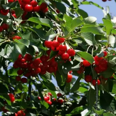 Вишня БРУСНИЦЫНА степная в Молодечно