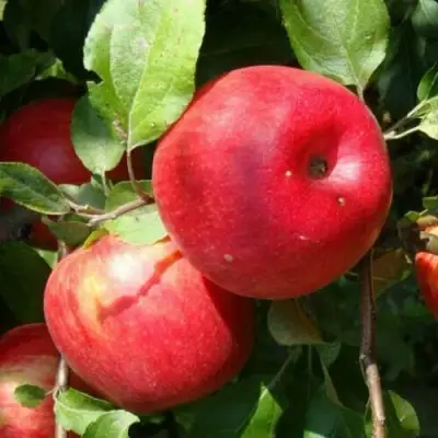 Яблоня ВАЛЕРИЯ в Молодечно