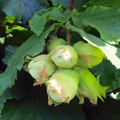 Фундук ТАМБОВСКИЙ РАННИЙ в Молодечно