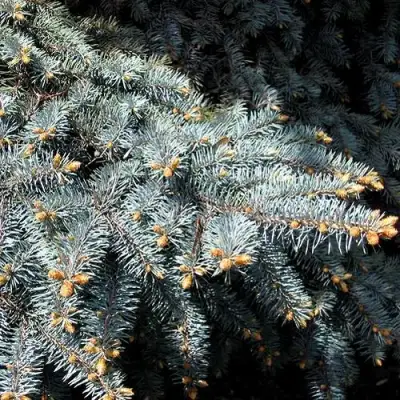 Ель НАНА сизая в Молодечно