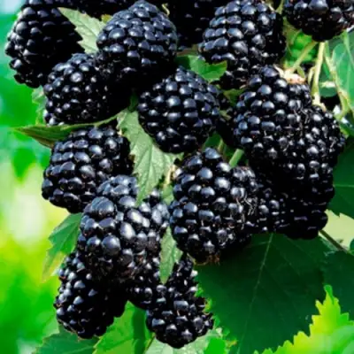 Ежевика ЛОХТЕЙ бесшипная в Молодечно