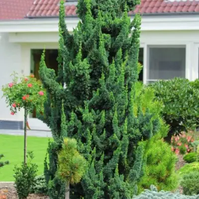 Кипарисовик ВИСЕЛЛИ лавсона в Молодечно