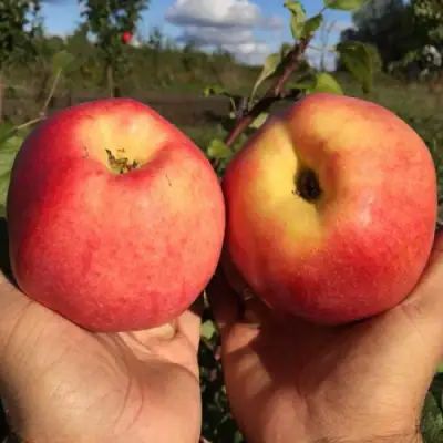 Яблоня КОВРОВОЕ стелющаяся в Молодечно