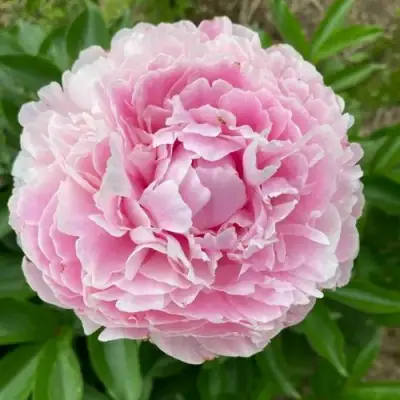 Пион КАТРИН ФОНТЕЙН травянистый в Молодечно