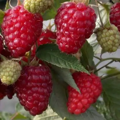 Малина ЭЛЕГАНТНАЯ в Молодечно