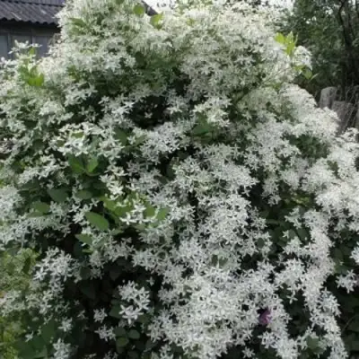 Клематис МАНЬЧЖУРСКИЙ в Молодечно