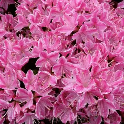 Азалия КЕРМЕСИНА РОУЗ японская в Молодечно