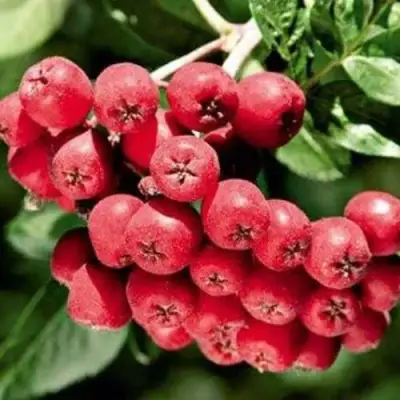 Рябина МОРАВСКАЯ сладкоплодная в Молодечно