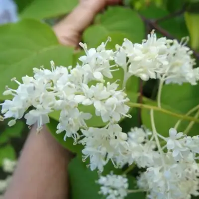 Сирень АМУРСКАЯ в Молодечно