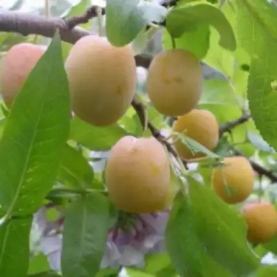 Слива УТРО в Молодечно