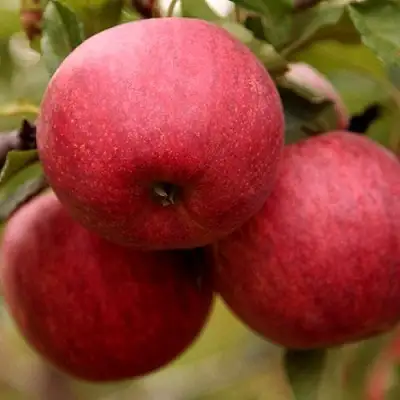 Яблоня ГАЛА ШНИГА в Молодечно