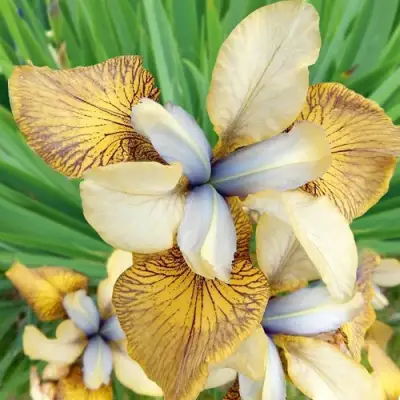 Ирис ФЛАЙИНГ ФИДДЛЗ сибирский в Молодечно