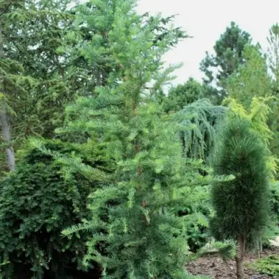 Лиственница КЕМПФЕРА в Молодечно