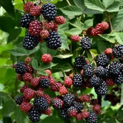 Ежевика РУБЕН ремонтантная  в Молодечно