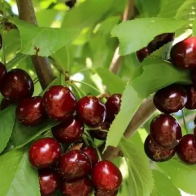 Черешня ИПУТЬ в Молодечно