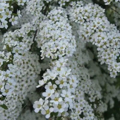 Спирея АРГУТА в Молодечно