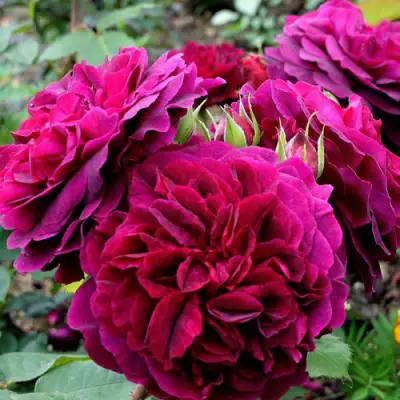 Роза МАНСТЕД ВУД английская в Молодечно