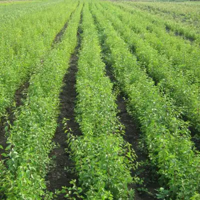 Подвой сливы ДИКАЯ АЛЫЧА в Молодечно