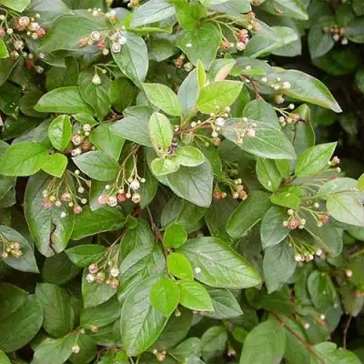 Кизильник блестящий в Молодечно