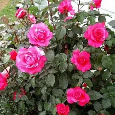 Роза МАЛИНОВЫЙ ЗВОН чайно-гибридная в Молодечно