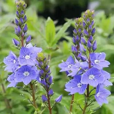 Вероника РОЯЛ БЛЮ большая в Молодечно