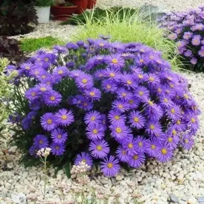 Астра ЛЕДИ ИН БЛЮ в Молодечно