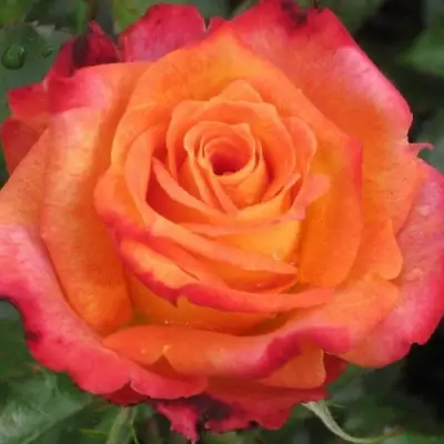 Роза ВАУ чайно-гибридная в Молодечно