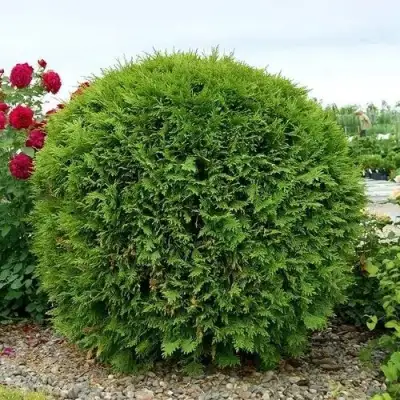 Туя ВУДВАРДИ западная в Молодечно