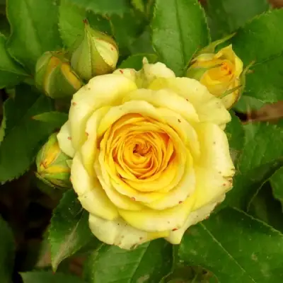 Роза САН СИТИ спрей в Молодечно