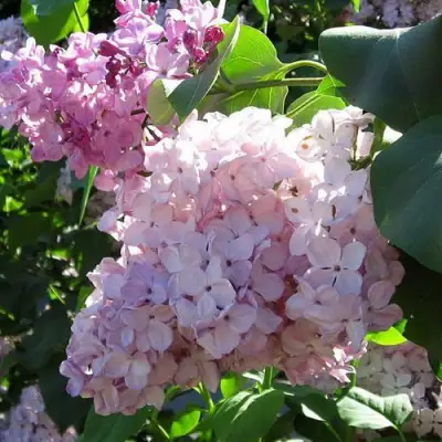 Сирень ГОРТЕНЗИЯ в Молодечно