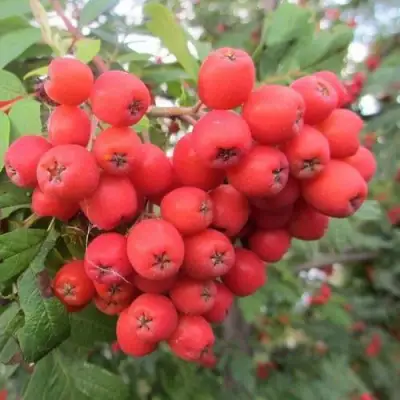 Рябина НЕВЕЖИНСКАЯ сладкоплодная в Молодечно