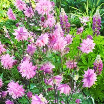 Аквилегия БАРЛОУ ПИНК гибрид МакКаны в Молодечно