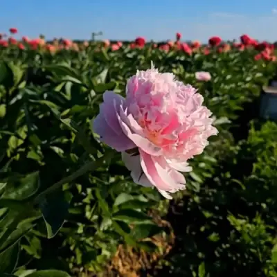 Пион ИМПЕРАТОРСКАЯ НАЛОЖНИЦА древовидный в Молодечно